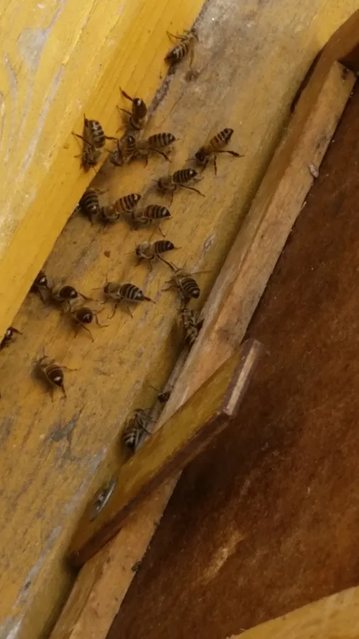 Bites