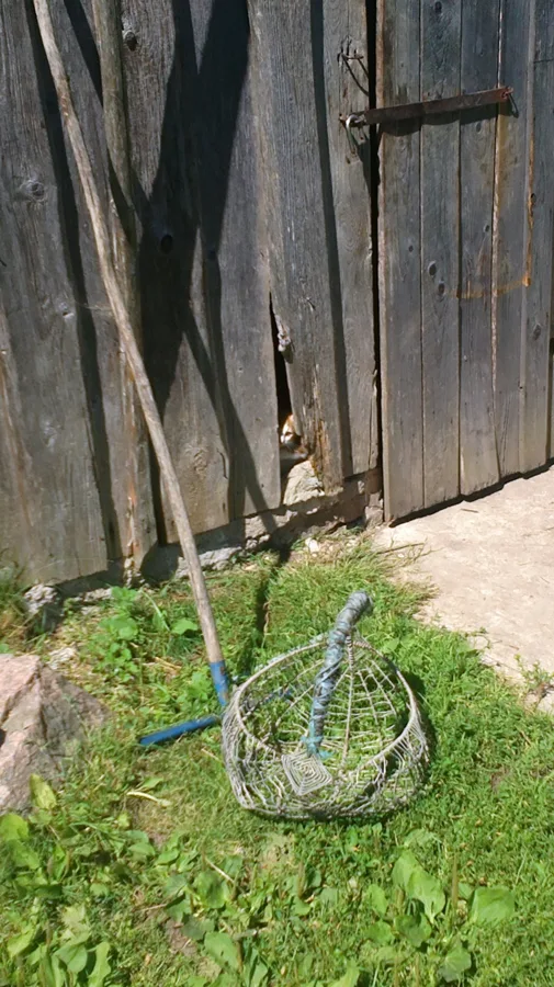 Kaķi